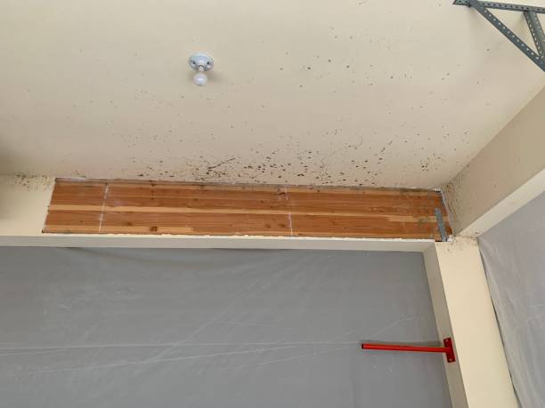 Professional Mold Removal in Douglas, MI